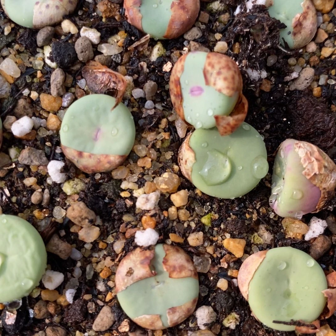 大型小红嘴2颗一组