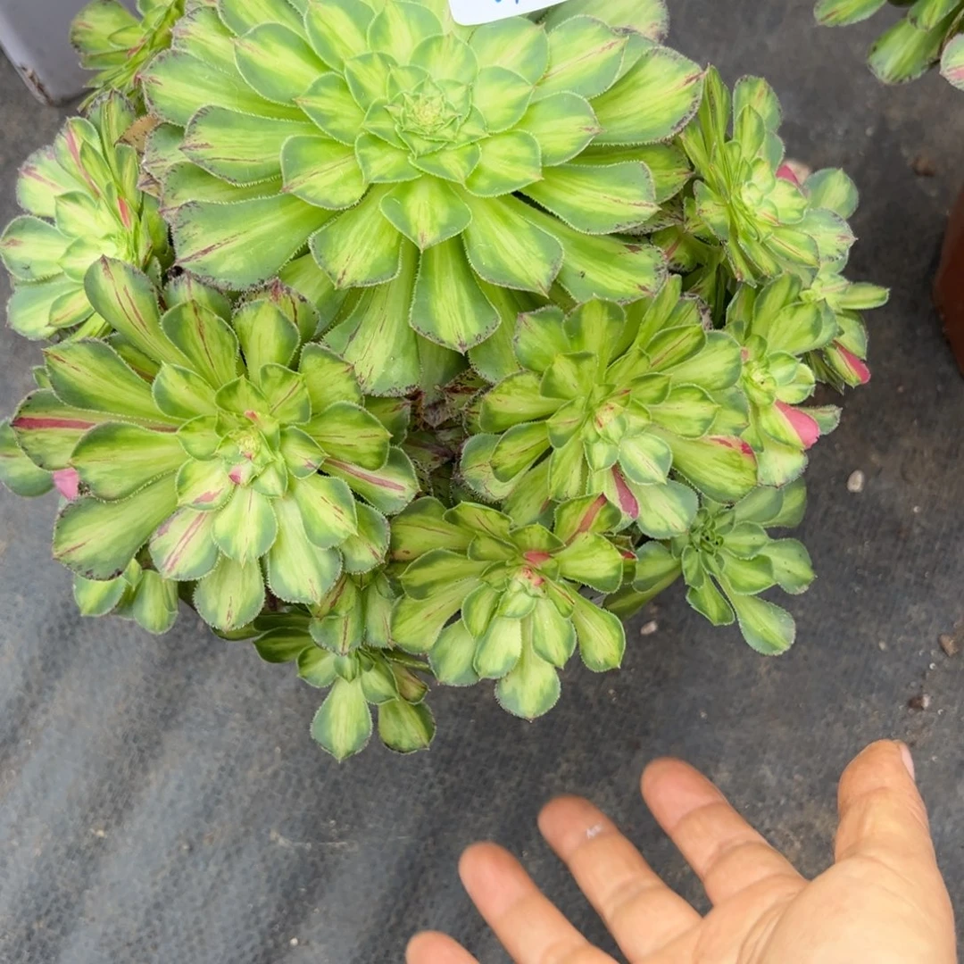 用***267知否炖肉植物洗衣