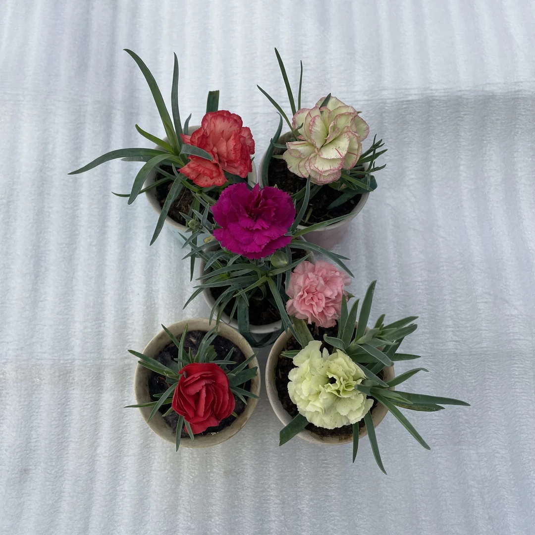 【超值十颗苗】康乃馨带小苗大花母亲节礼物易活庭院阳台花卉绿植