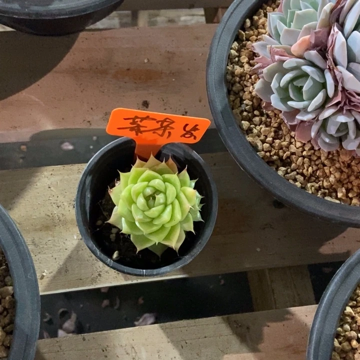 菜***啄海胆麦秆一物一拍