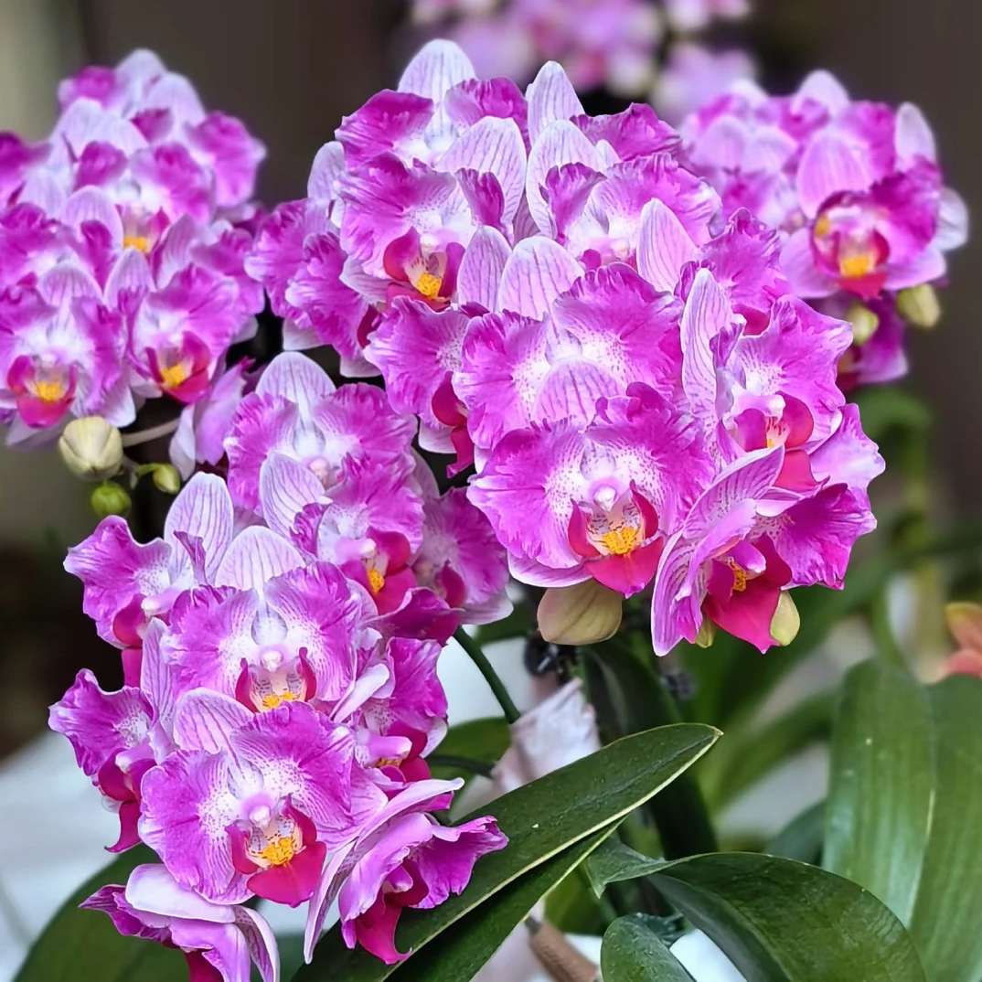 【风铃蝴蝶兰～夫妻俩的小花园】蝴蝶兰