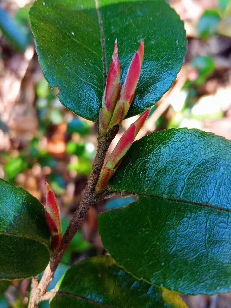 云南普洱茶古树头春春芽苞300克散茶