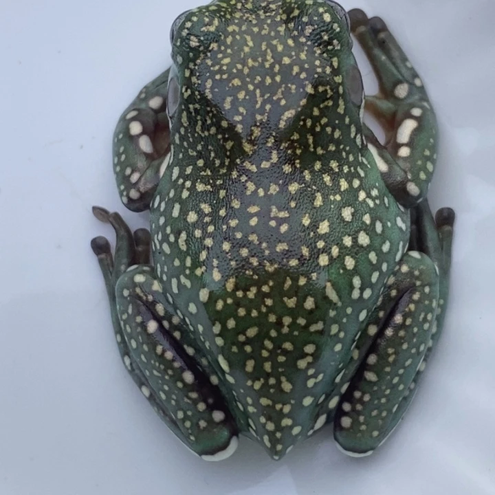 老爷树蛙金色风暴16号