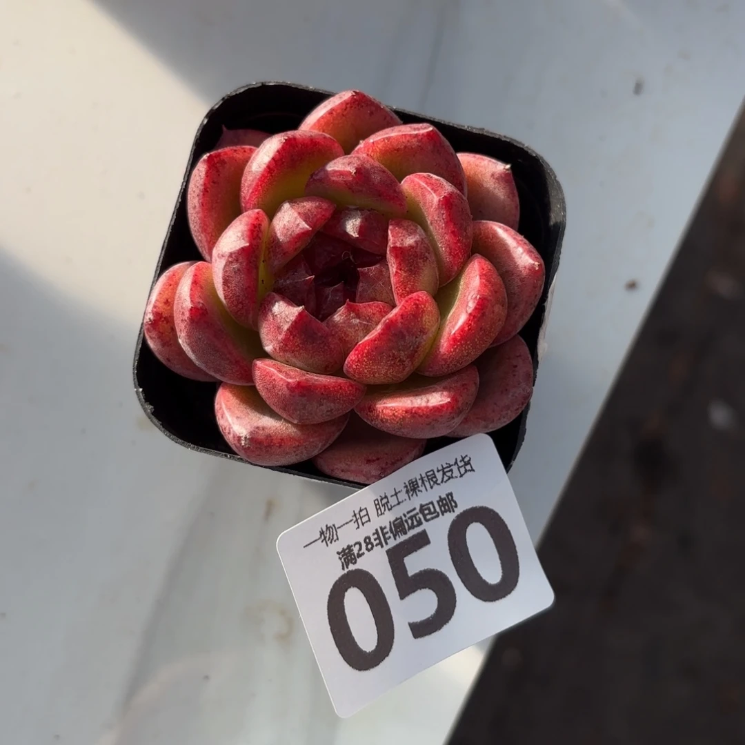 黑玫瑰单头无盆土发货