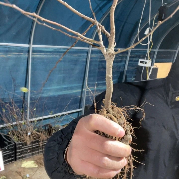 绿宝石海棠花一颗苗