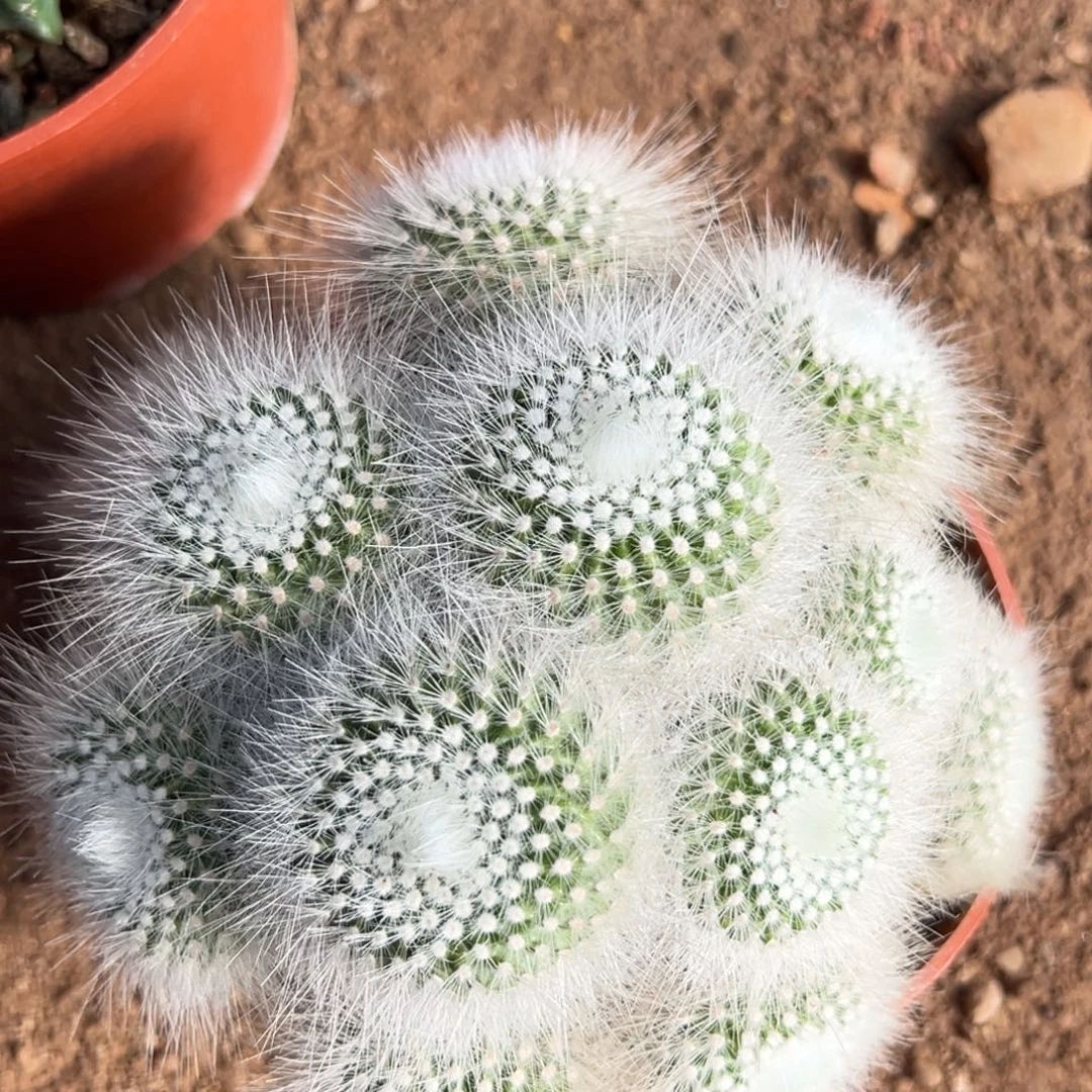 旧***西零零落落 零零落落