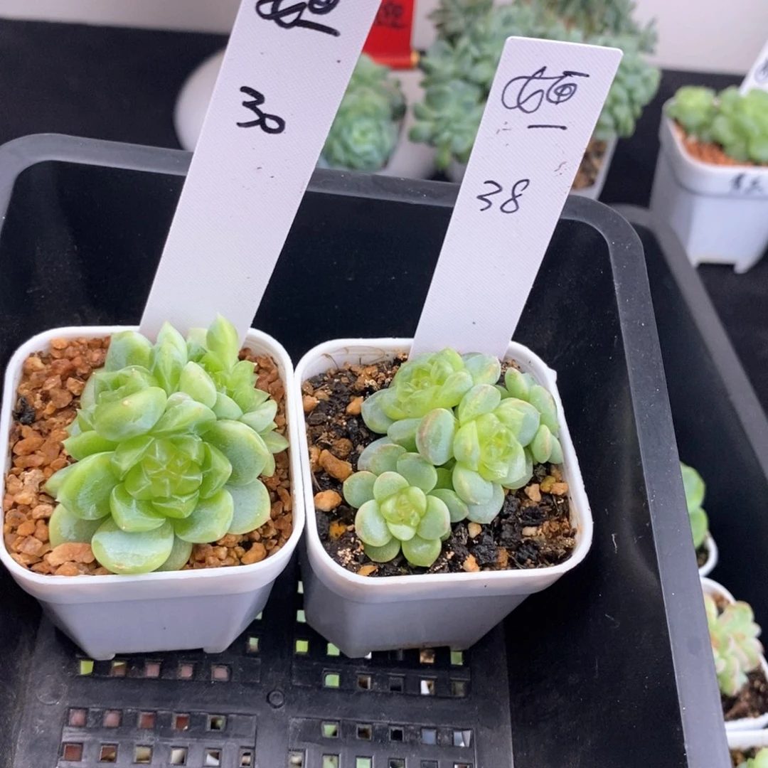 画两颗一组包邮发货
