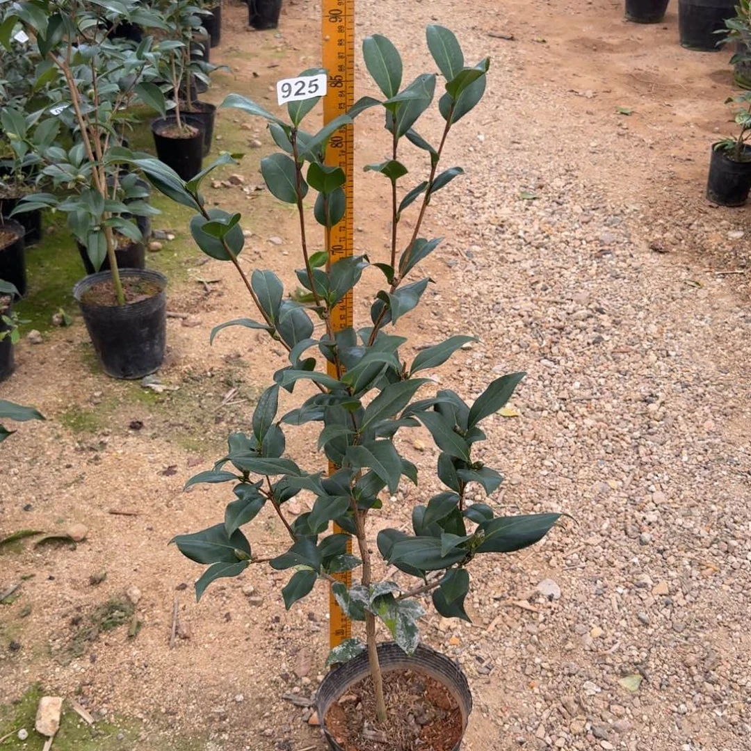 少量花朵（建议范围：2朵-5朵 或40%以下）925都德宝贝不分花色