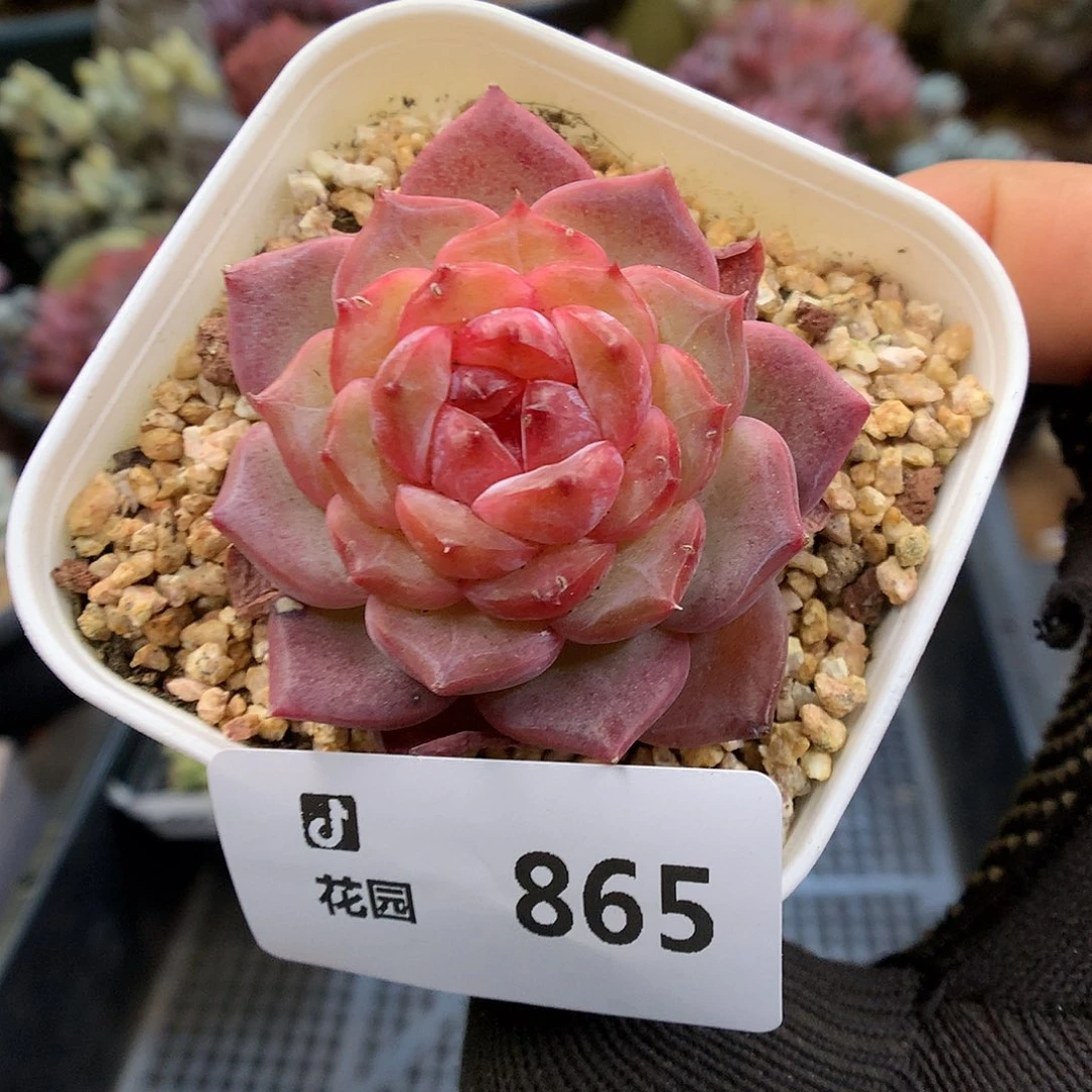 865糖心多肉植物6666