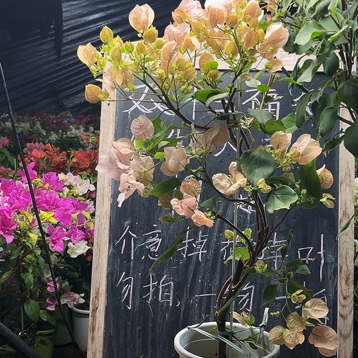 完全开放三角梅啊达喜悦