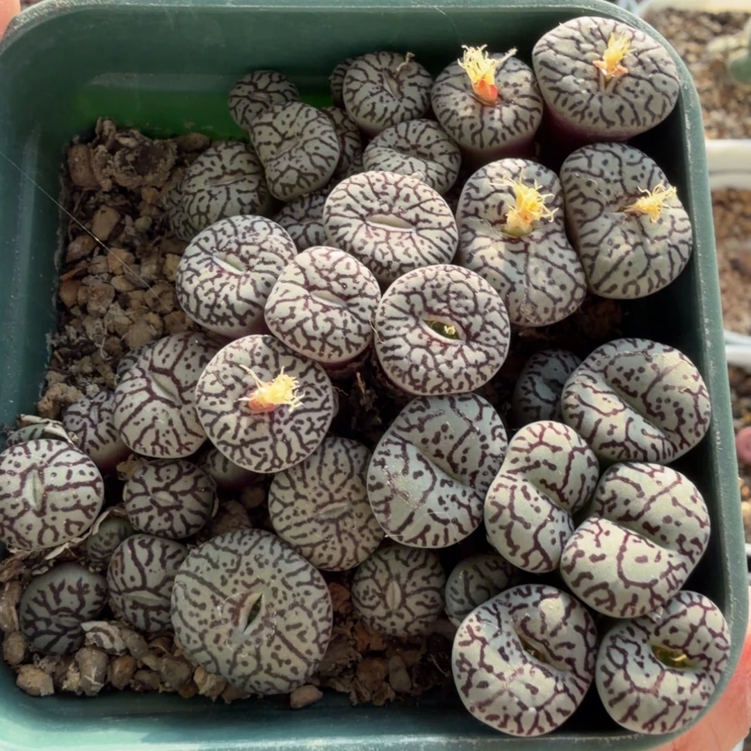 714墨福利一盒485号