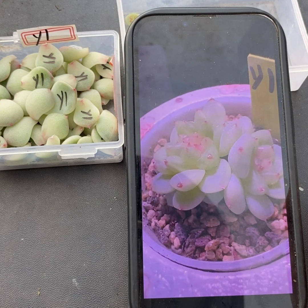 纯叶片甜心954（y1一片多肉叶子