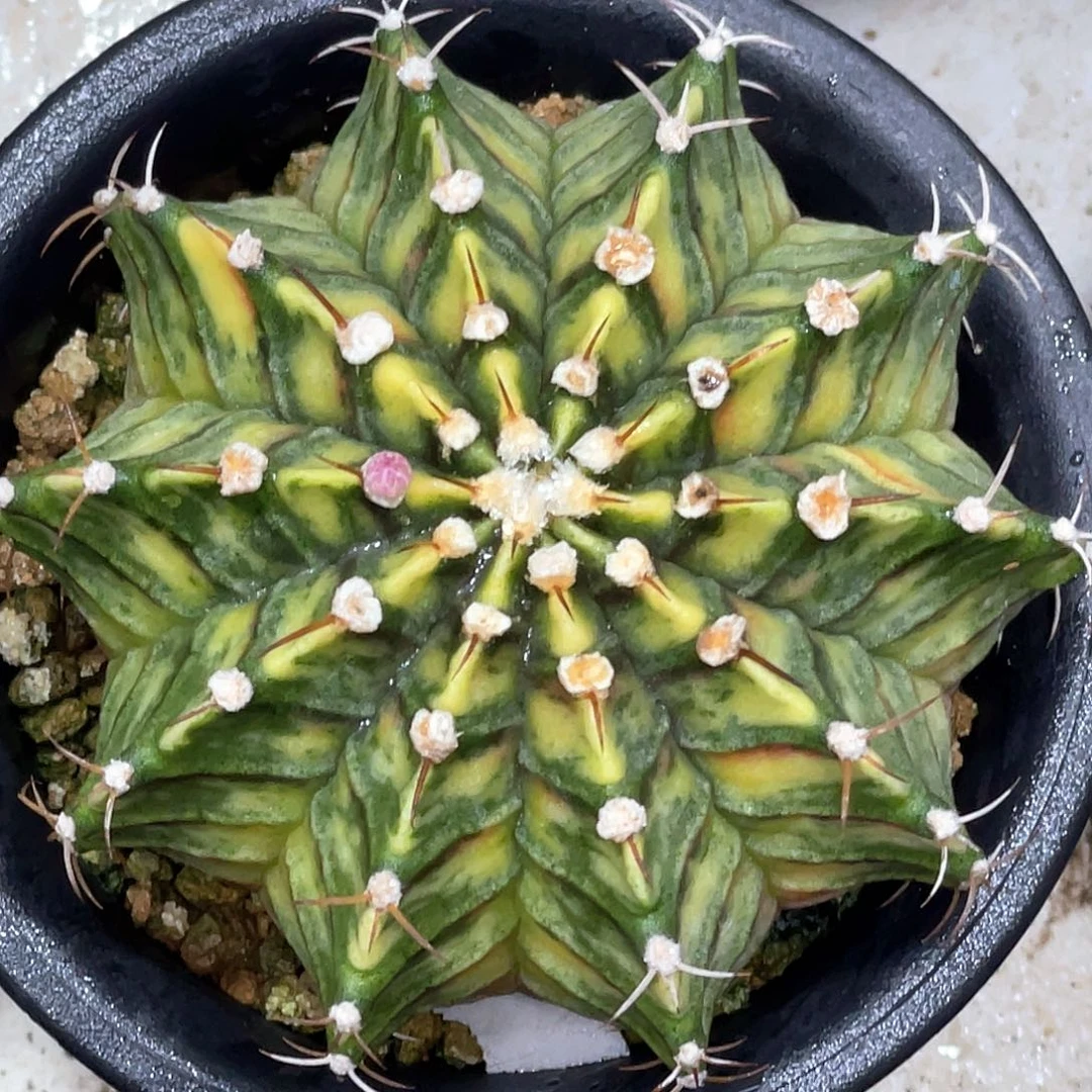 无花朵泰系实生根，Sepia斑马纹肋骨锦