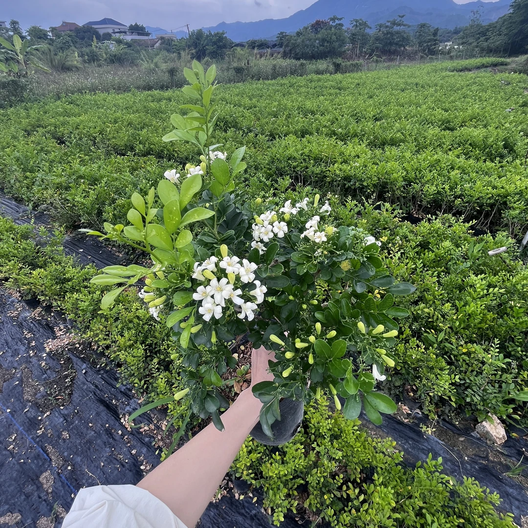 【剪盆发货】大七里香九里香不带花苞喜阳喜水室内外好养精致盆栽