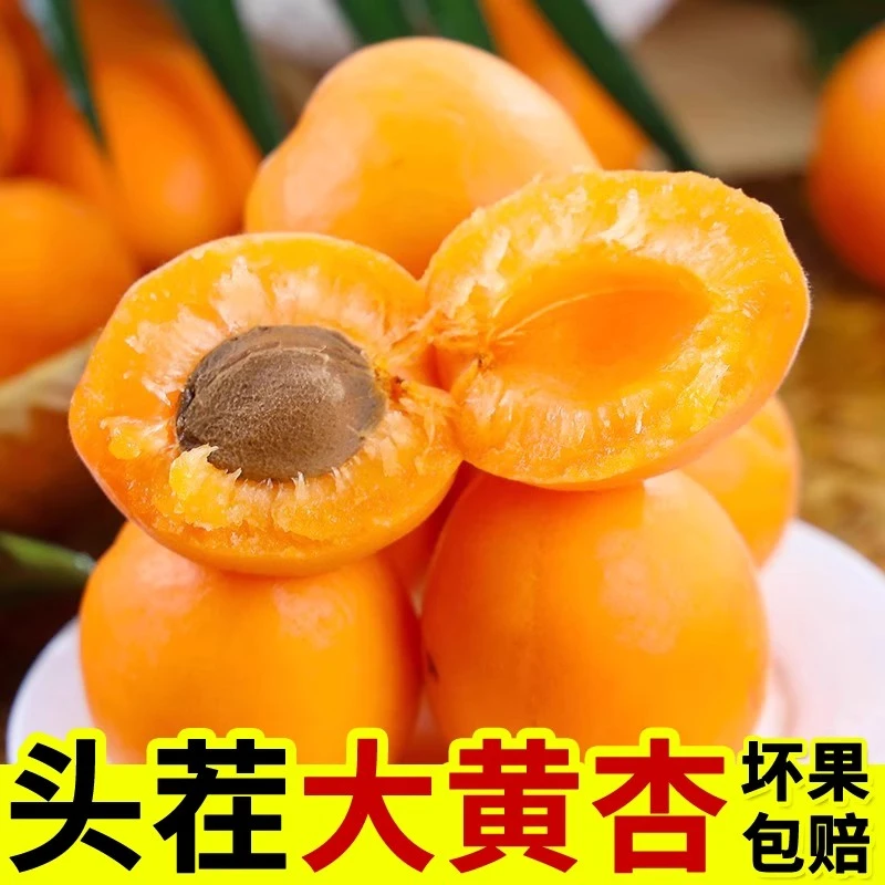 【头茬大黄杏】新鲜山西大黄杏头茬黄杏子酸甜孕妇可吃当季采摘水果