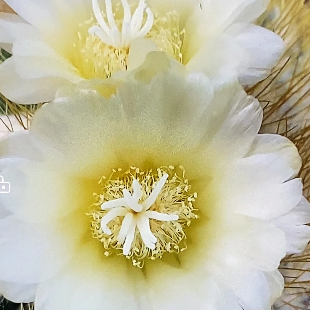 金刚侧芽6公分左右