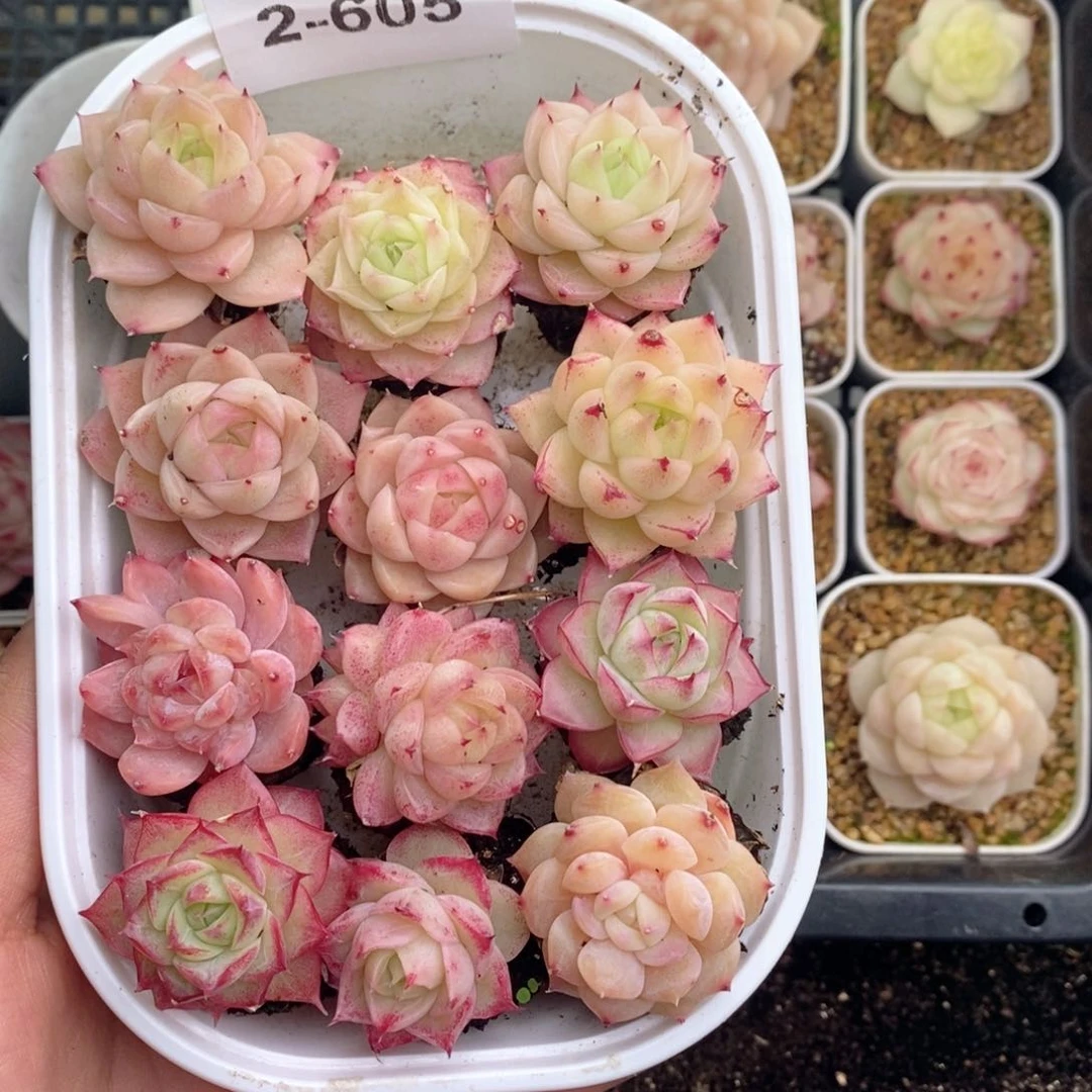 2-605 新疆西藏内蒙不发其他一单包邮两到三公分多肉