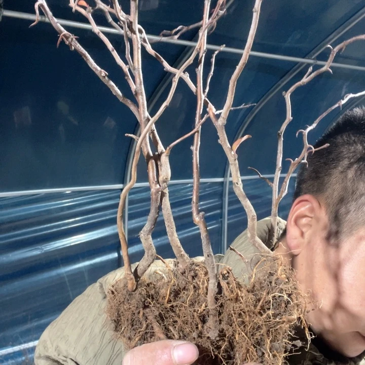 原生复色雲竜海棠花一颗