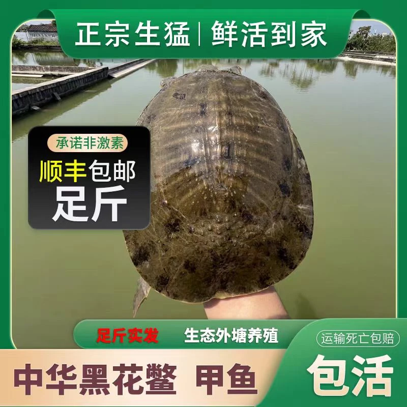 （直播改价)外塘黑花甲鱼仿野外正宗生态黑花鳖鲜活食用水鱼团鱼