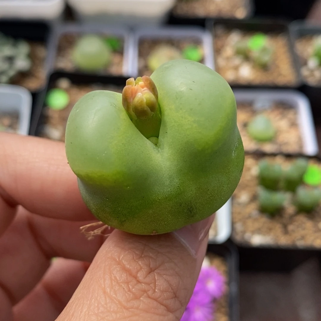 3.1cm（瑕疵）多肉植物286