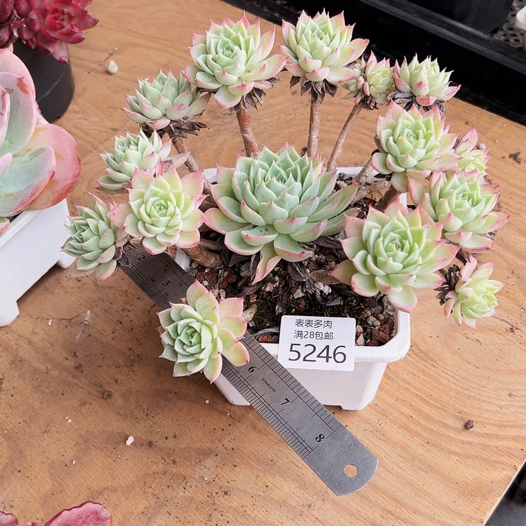 9号米*?我们的确是一个5246