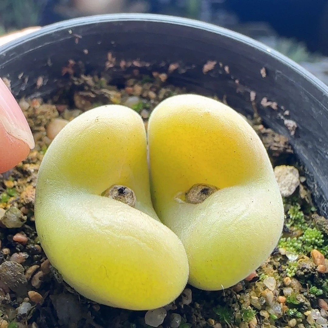 脱土发货哦24867