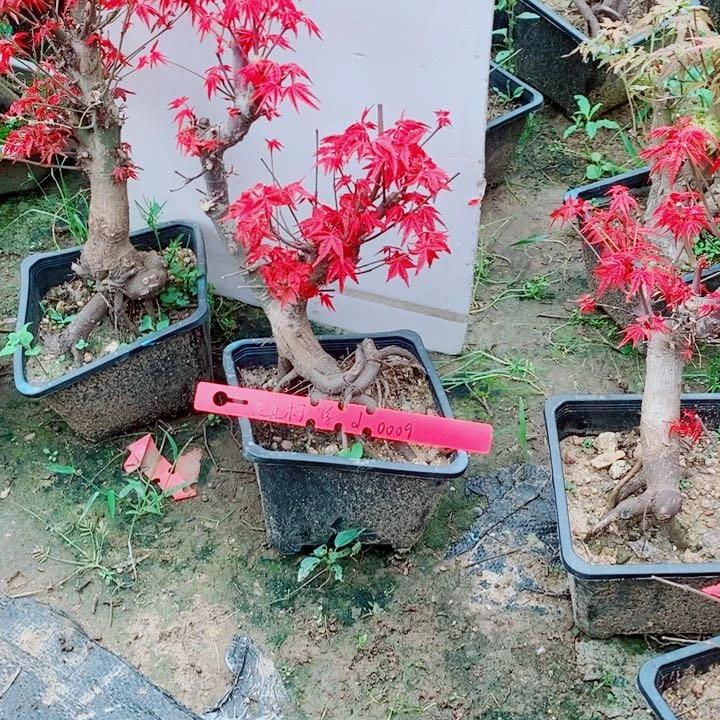 完全开放枫树星星