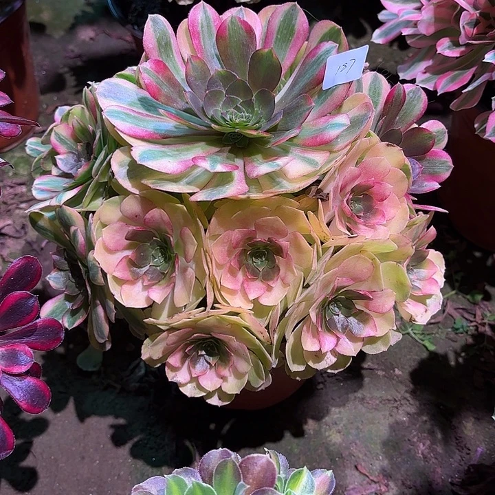 多肉植物雨荷00187