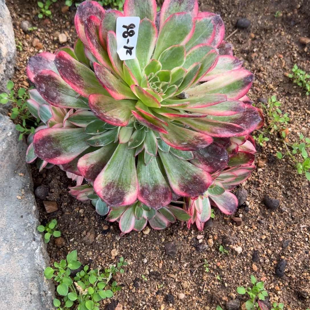 楊*86黑魔锦多肉多肉多肉