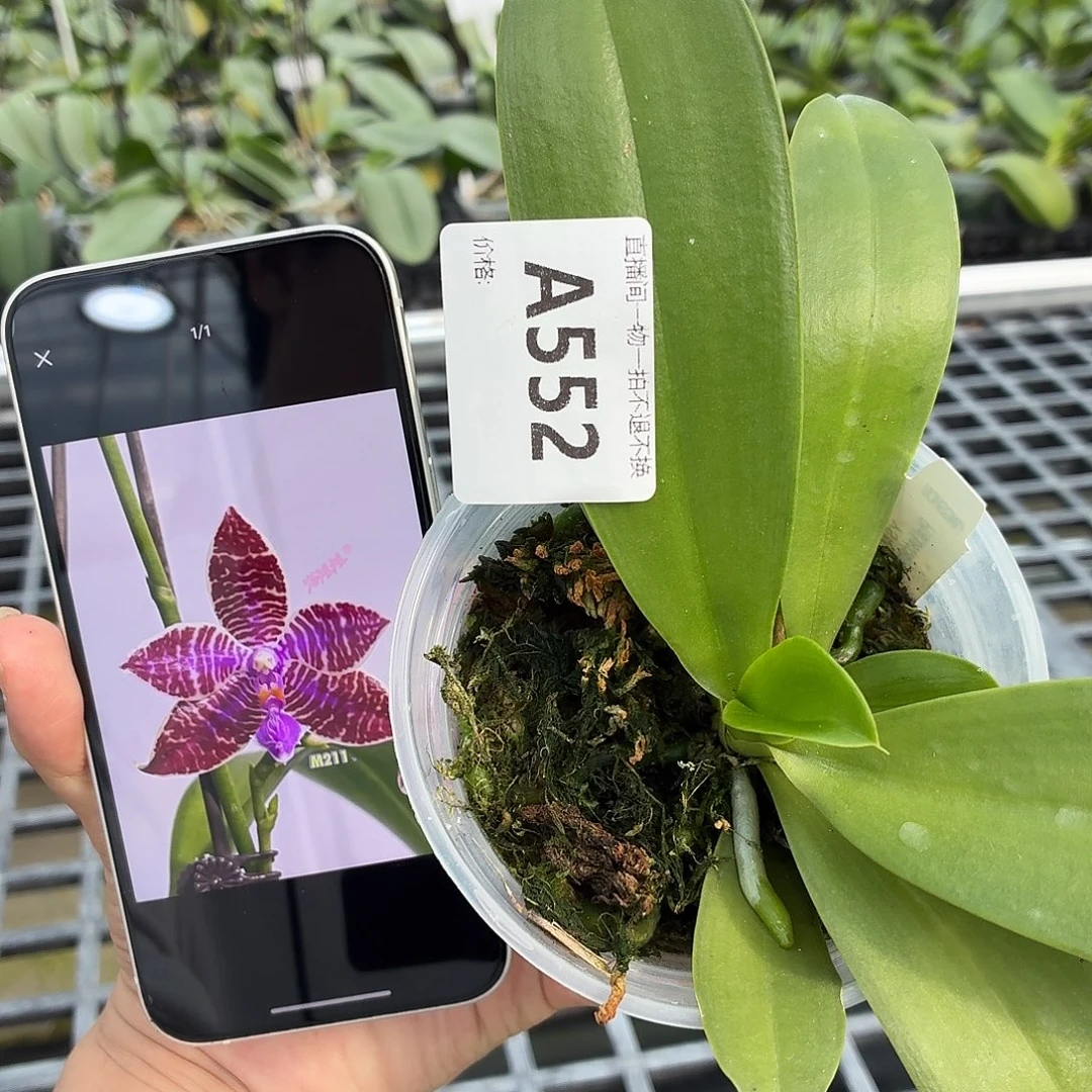 当前无花朵，栽培后可花朵A552盈收红路德分生双苗
