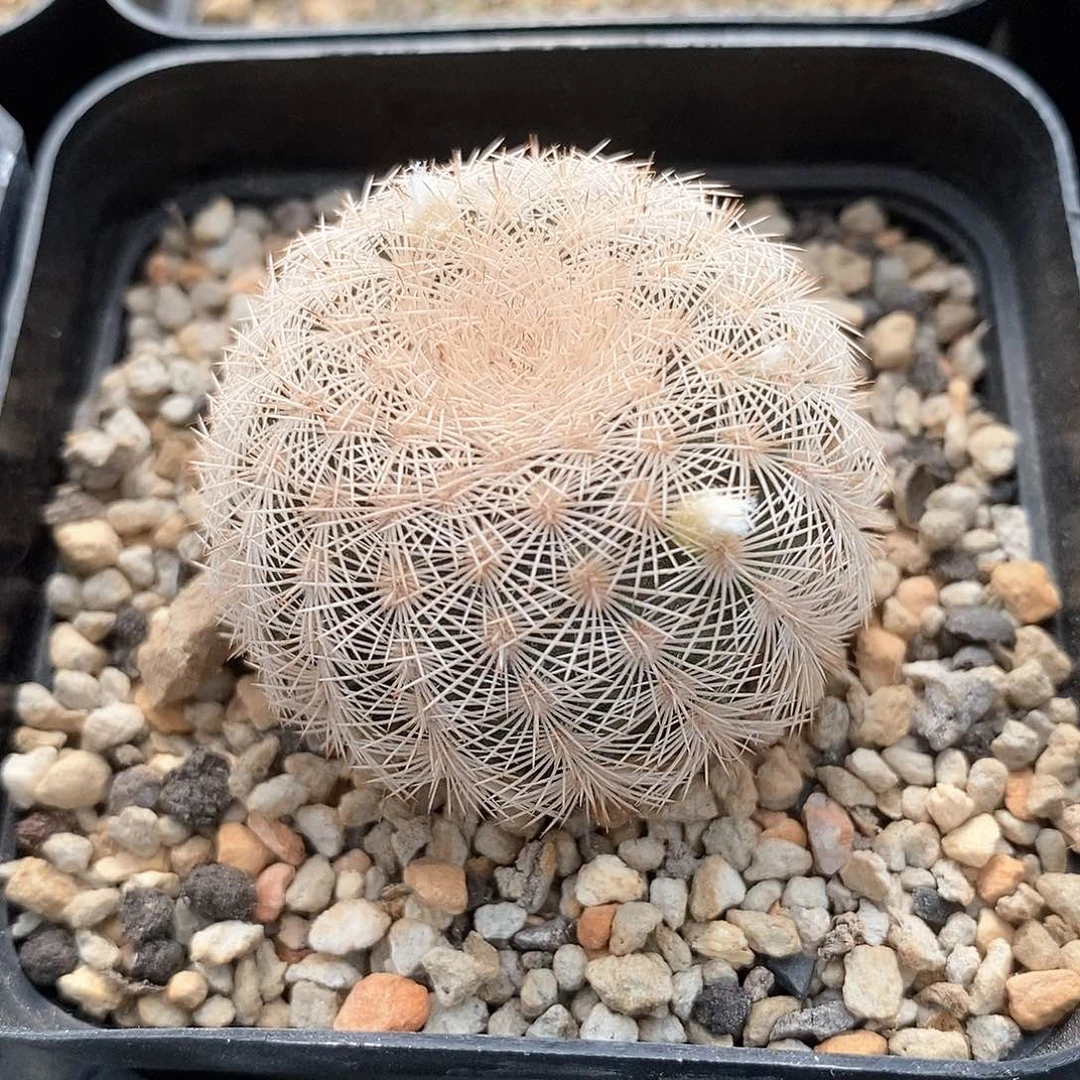 竹***火土土花花花花花花花花