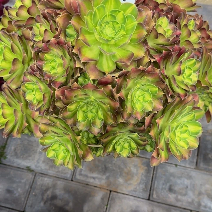 酒**神韶华201肉肉肉