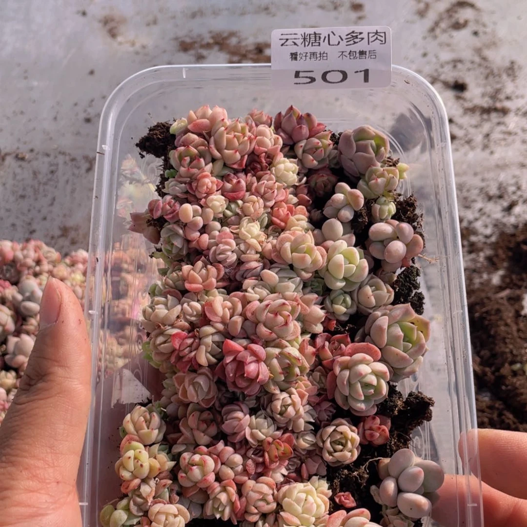 云糖心多肉植物501
