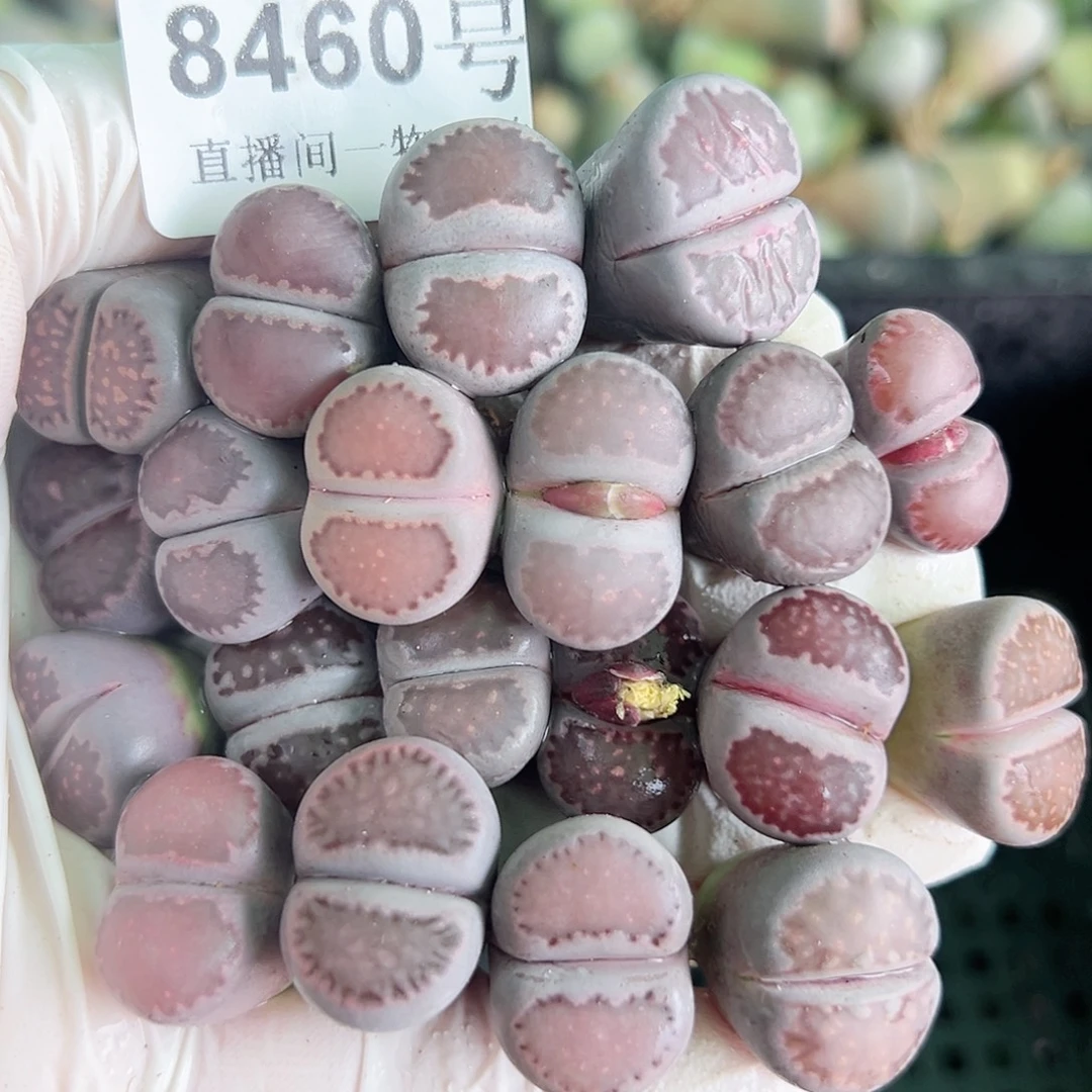 8460 好养易活生石花大母本20个
