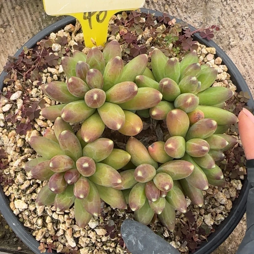 0071。    千代田多肉