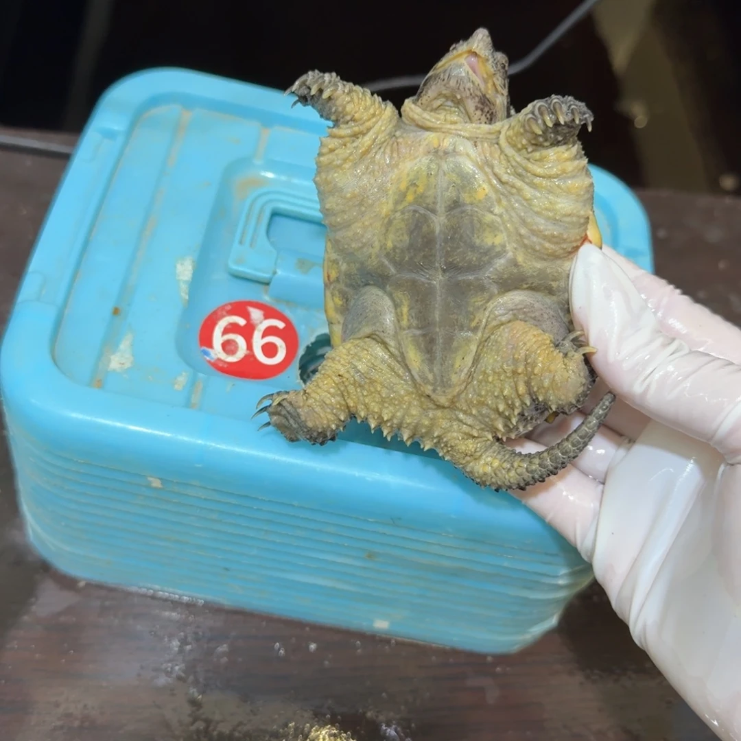 公母搭配小鳄龟编号66，福利价