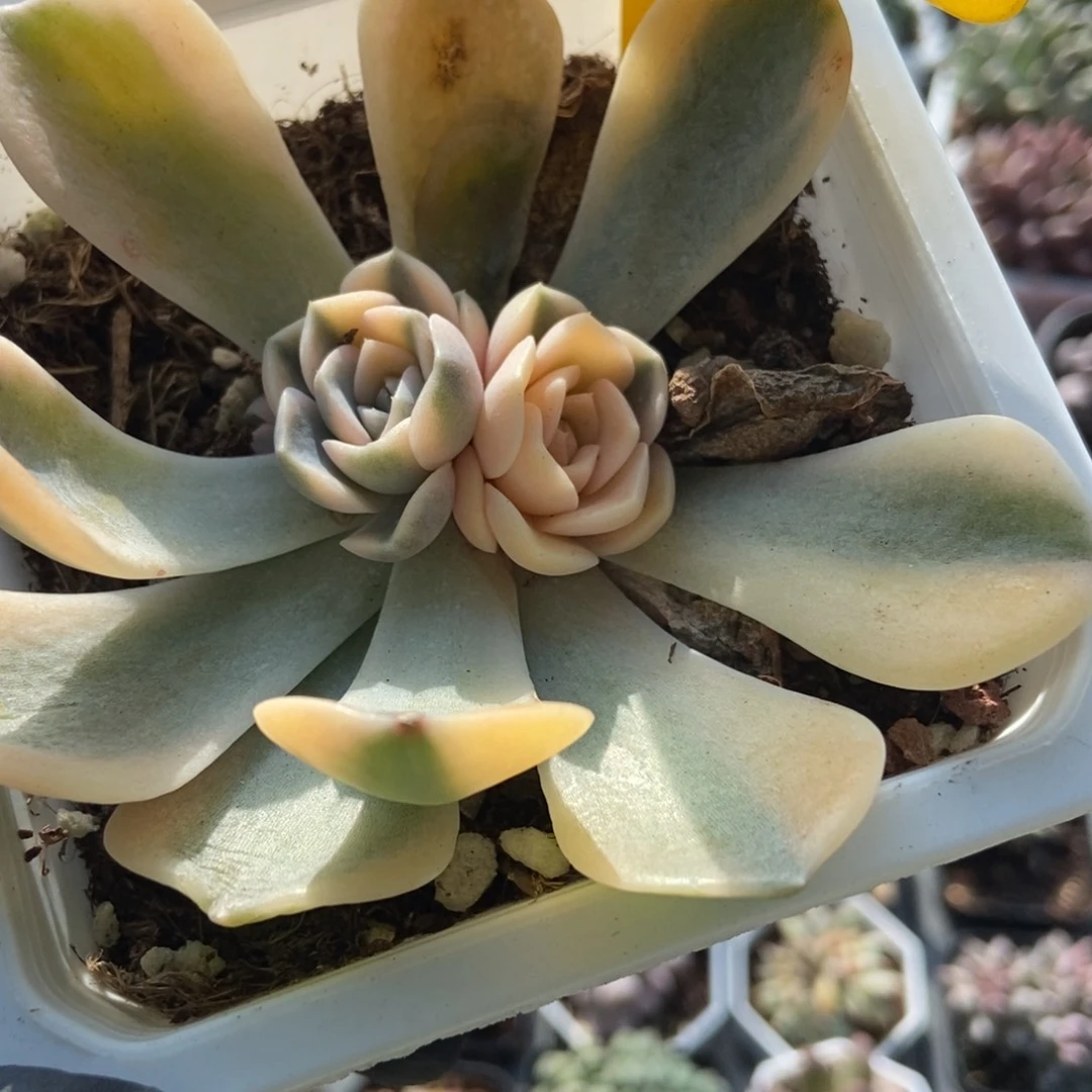 715汉堡锦多肉植物