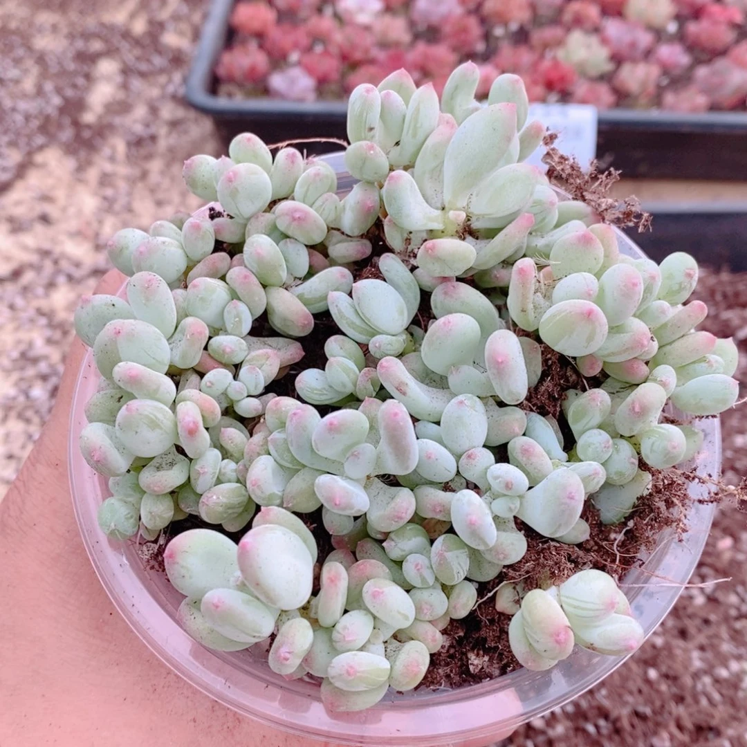 多肉植物精品切糕B357