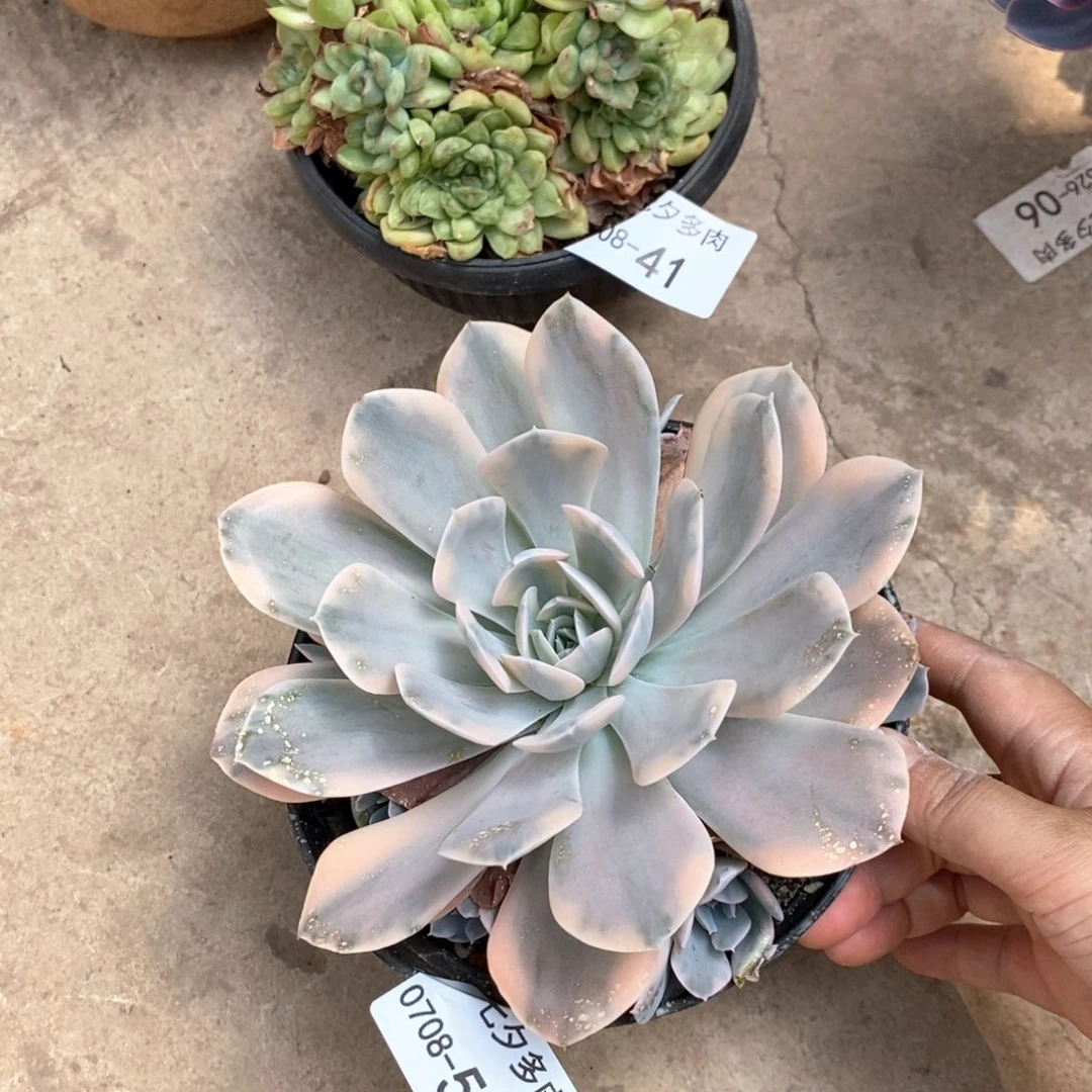 记得拍冷链鲁氏锦50