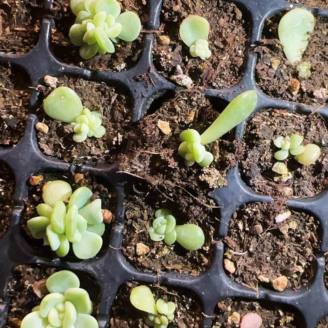 青梅芝麻一个满25包邮