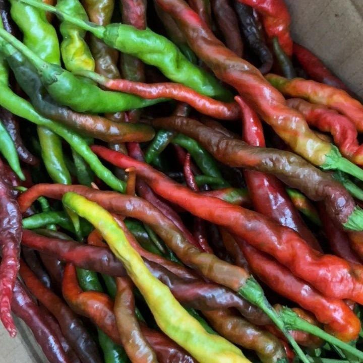 顺丰/京东包邮兴平农家自种线线辣子新青红辣椒薄皮辣椒当季蔬菜