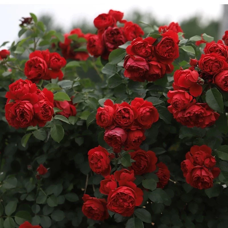 弗洛伦蒂娜爬藤月季正红色耐雨淋耐晒抗病强盆栽月季花苗