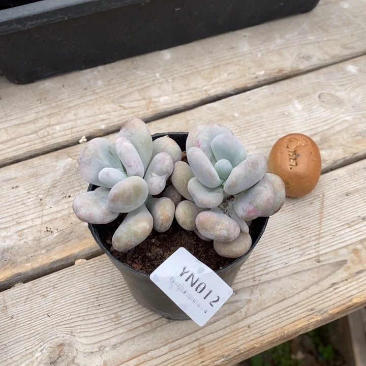 粗砂花盆昊*YN012rourourou