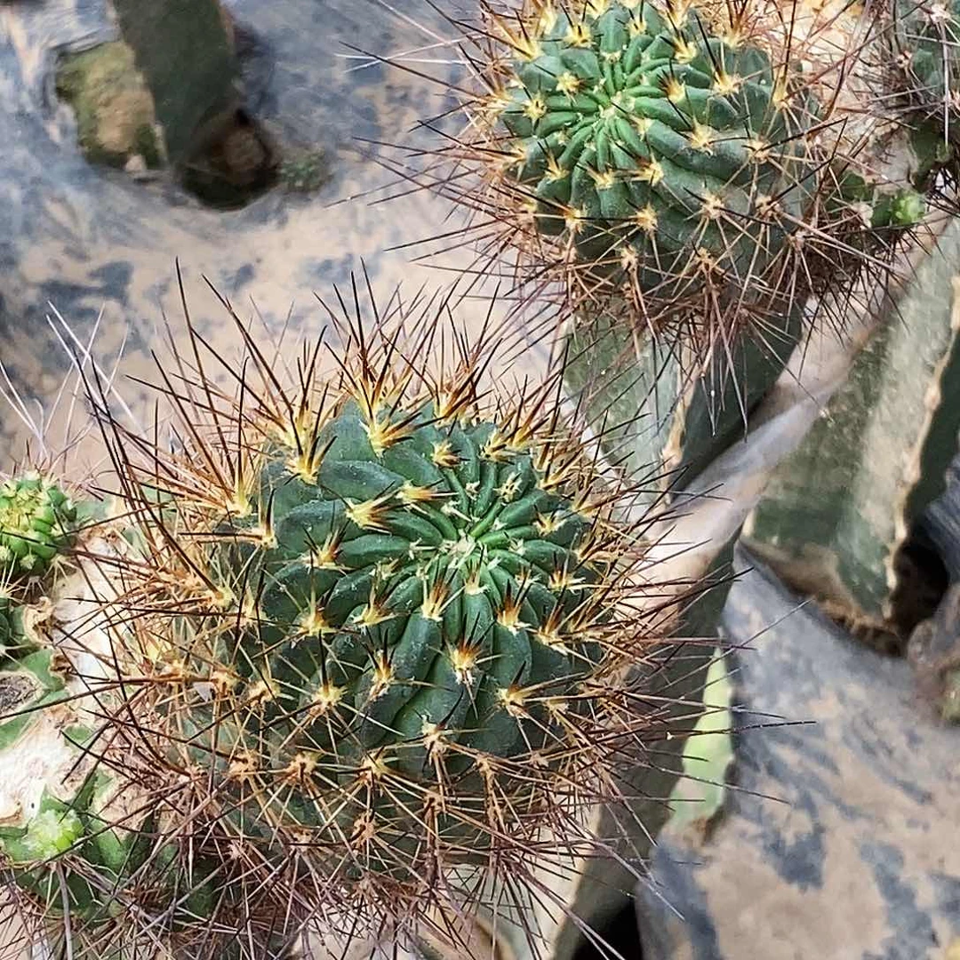 丽 橙花黑喉侧芽歪5公分左右