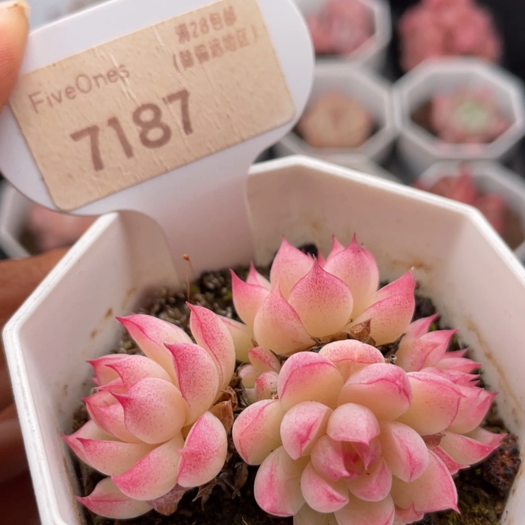 红边女王7187-5.5厘米