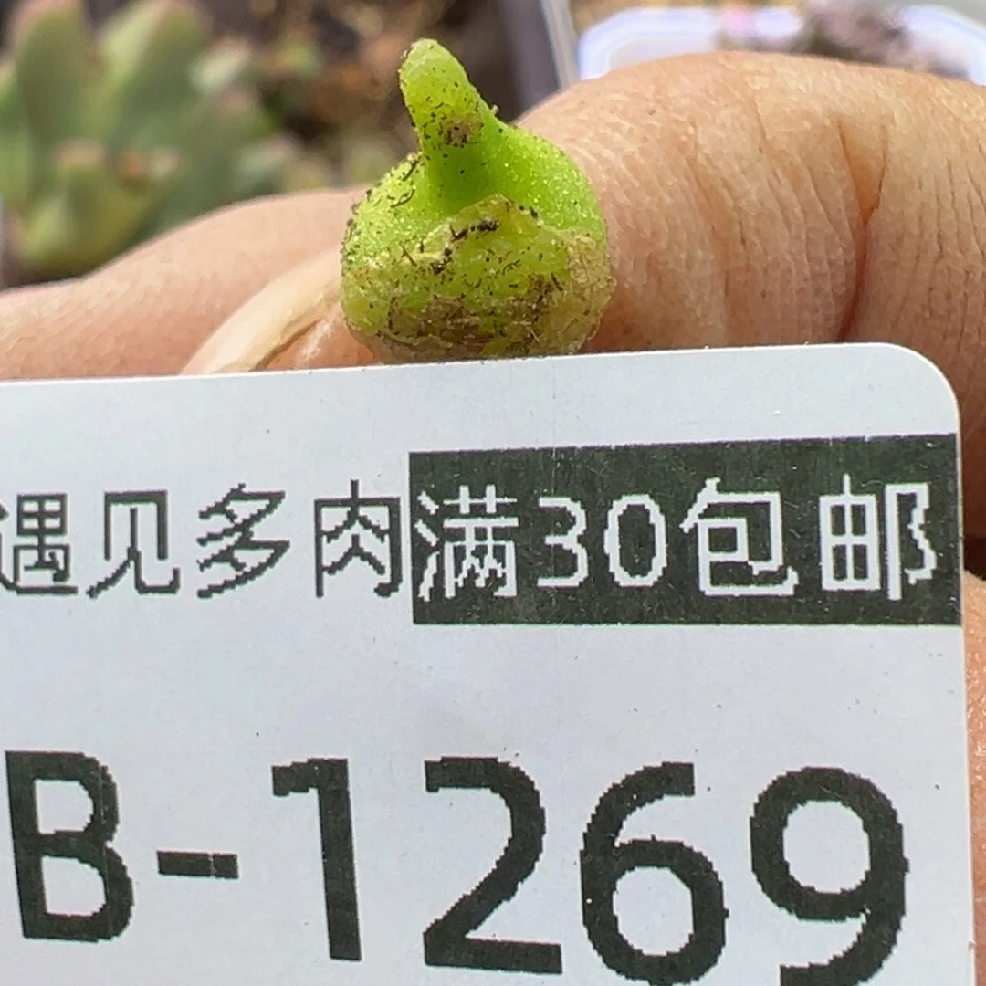 多肉植物1111111111111