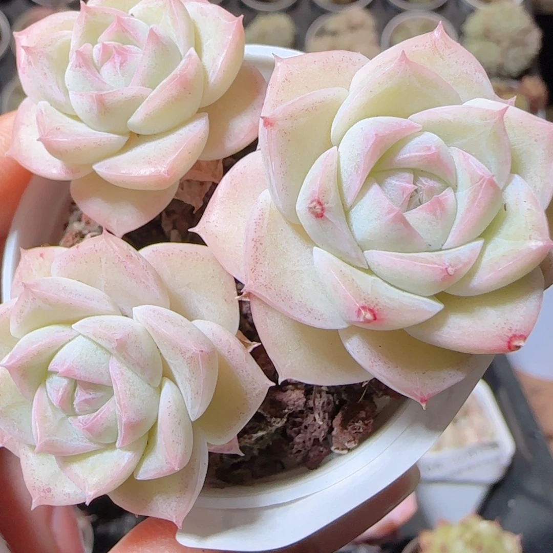 花语多肉1212-09女王散