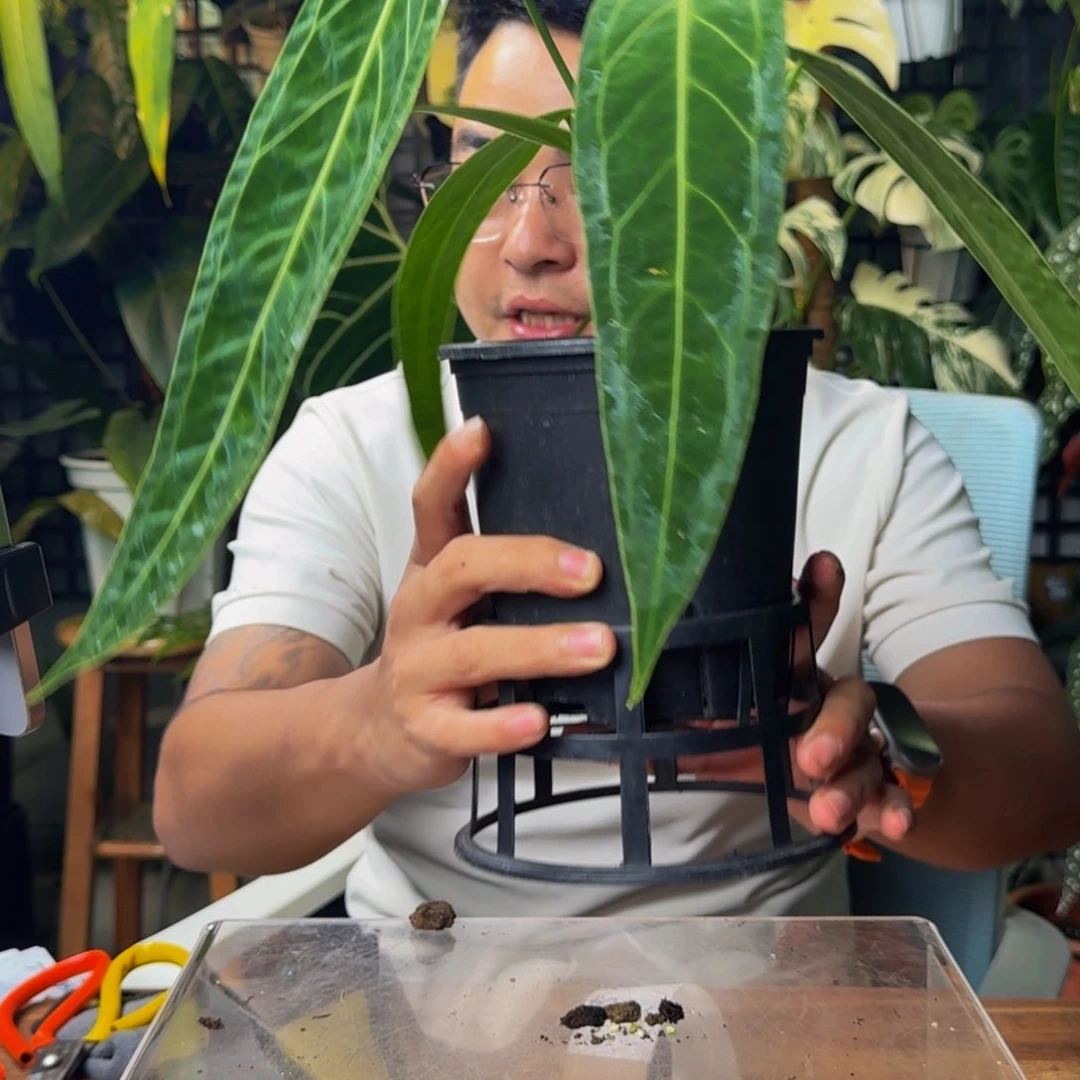 香****无花朵一物一拍X204