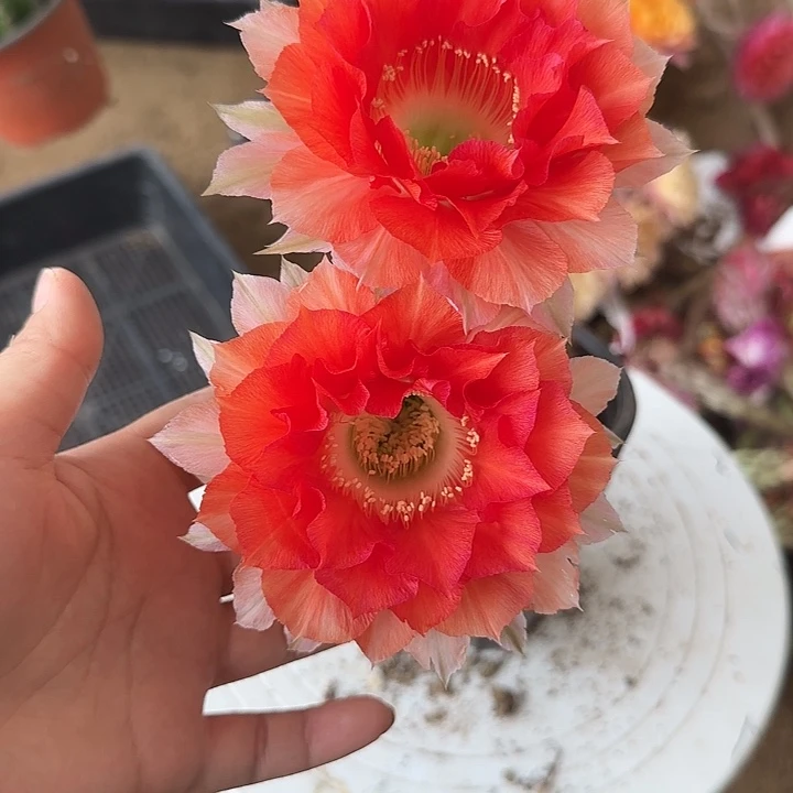 无花朵迷*带根彩草156