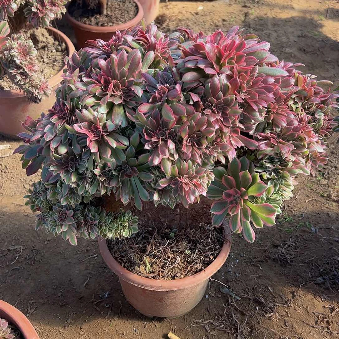 清**雨女神缀化脱土发货